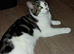 Cat for rehoming