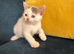 Beautiful sphynx cross kittens