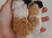 Bonded pair of young female guinea pigs.