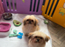 6 month old healthy playful Pomeranian Shihtzu boy