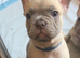 Meet Blue, our handsome French Bulldog boy!