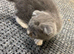 The kitten grey and white boy
