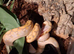 Super dwarf reticulated python
