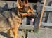 German shepherd male