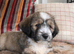 Handsome Harry &ndash; 6 month Old Tibetan Terrier Puppy Looking for His Forever Home