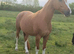 Quality 15.3hh 8yr old