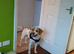 Beagle x spaniel