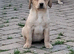 Yellow labrador pups