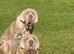 28 week old kc reg Neapolitan mastiff