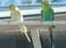 Breeding pair of budgies