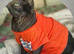 Full white hairless Sphynx