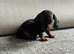 Miniature dachshund puppy's