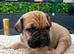 Cane corso pups