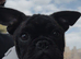 French bulldog cross pug