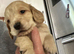7 golden cocker spaniels