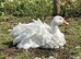 Sebastopol goslings waiting list
