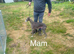 Coursing whippets