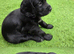 Working cocker puppies