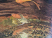Longfin super red bristlenose