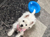 West highland terrior puppy