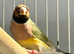 Young Gouldian Finches – 2 Hens, 1 Cock – Orange & Black Headed
