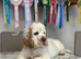 1 kc reg show female clumber puppy