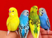 Super silly hand tamed baby budgies