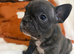 7 beautiful French bulldog pups