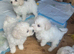 Bichon frise