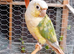 Pair of conures