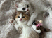 Gorgeous Bi Coloured Kittens Males