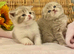 EXCEPTIONAL TICA TEDDY BEARS