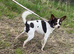 Stunning chocolate and white chihuahua