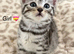 5 Beautiful Bengals