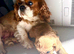 Foxy red boy cavapoo
