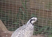 Pair of quail