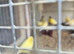 German roller 2025 for sale 25 pounds each nice birds.not rubiish