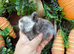 Pure bred baby mini lops