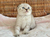 BEAUTIFUL LITTLE TEDDY BEARS (READY 17TH JULY)