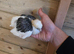 Young german owls
