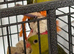 Rock pebbler male and female