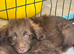 Goldendoodle - LAST BOY LOOKING FOR FAMILY