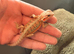 Baby bearded dragons WOW!