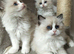 Fluffy