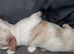 Adorable Hybrid Puppies &ndash; Cockapoo x Bichon Frise Mix