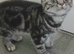 Bsh. Silver Tabby kittens. TICA