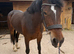 Pretty bay  15.1hh mare