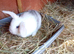 2 x baby rabbits