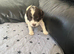 9 beautiful puppies