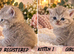 Beautiful GCCF Registered British Shorthair Kittens